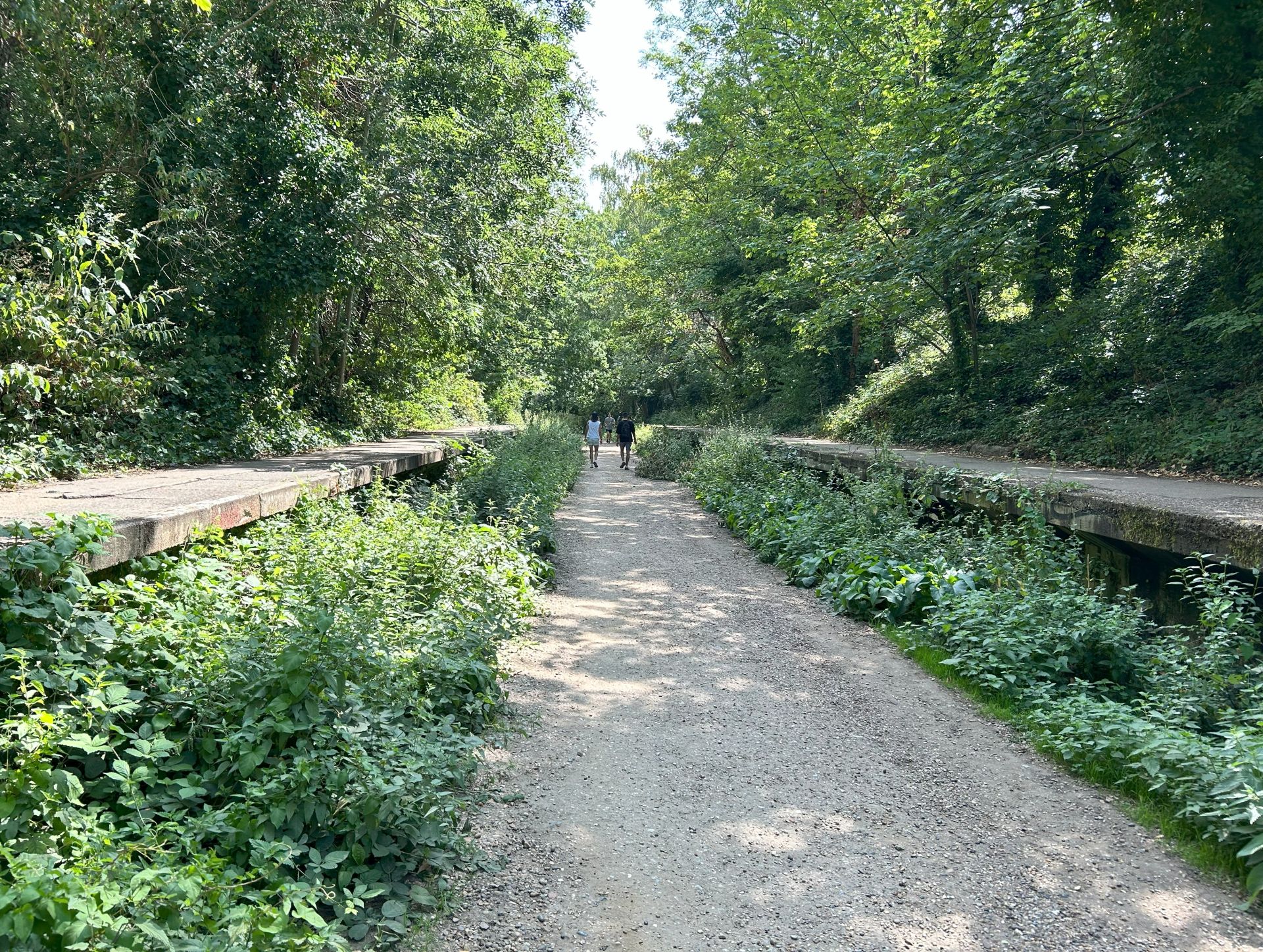 The avenue, walkway surrounded by trees
